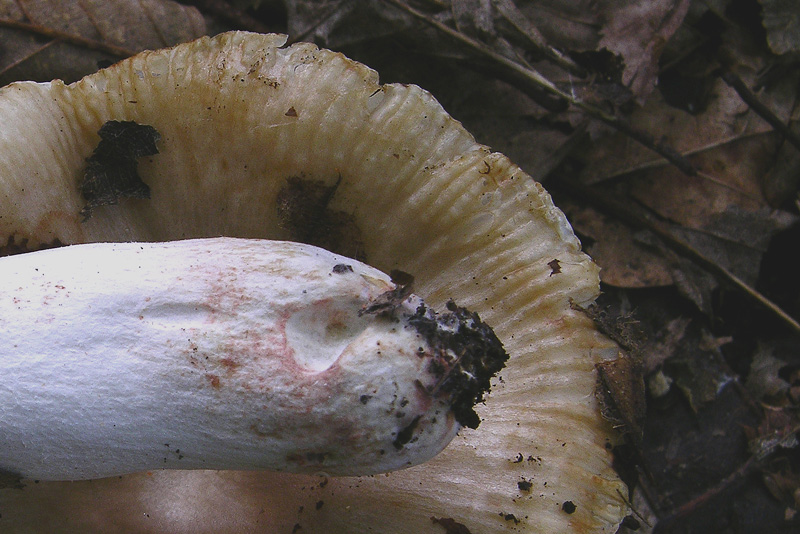 Russule del 12 giugno.